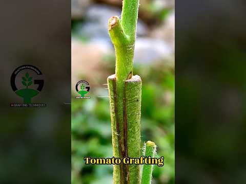 Tomato Grafting #tomato #shorts