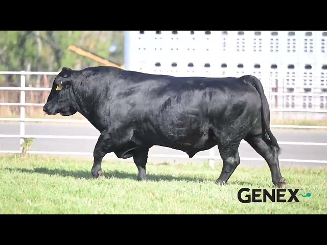GENEX - 001SM00205 - JUSTICE