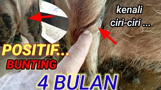 Download lagu 'MUST KNOW'...‼️beginners must recognize the characteristics of a 4 to 5 month pregnant cow. mp3