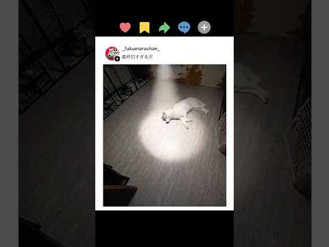 SNSでバズった犬が面白すぎるww ㉕