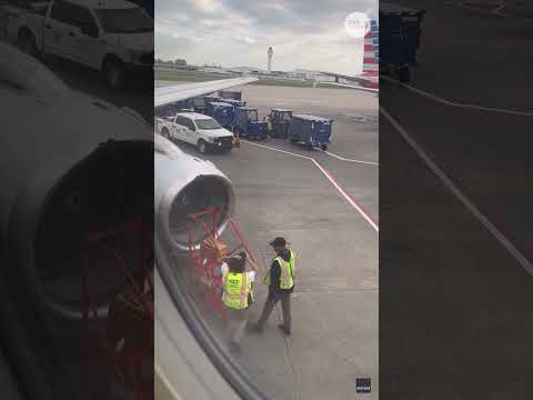 Bee swarm delayed plane. See how crews removed the insects.