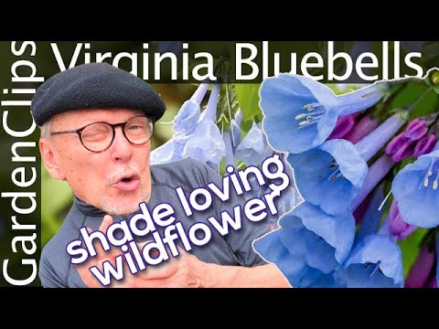 Virginia Bluebells - Mertensia virginica - Grow Virginia Bluebells
