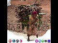 Y Coasty Ft Kest Zoh Mutiyo