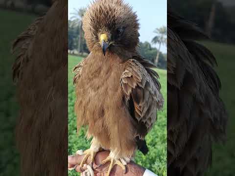 Booted Eagle — Hieraaetus pennatus — call and flight