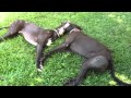 Greyhound love 