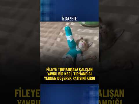 Fileye tırmanmaya çalışan yavru bir kedi, tırmandığı yerden düşerek patisini kırdı #kedi