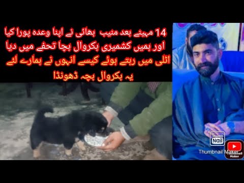 Muneeb Bhai Nay Hamain Bhakharwal Puppy Gift Kia 😍 Or 14 month Bad Apna Promise pora Kia😍Thank You🌹