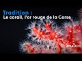Découverte : le corail, l'or rouge de la Corse