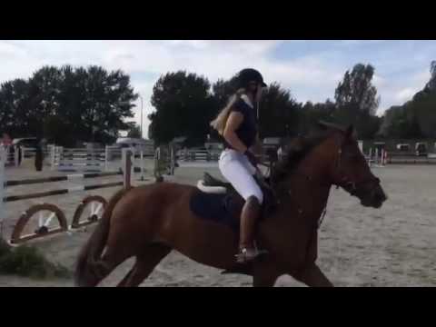 SOLD -  2009 16h KWPN mare by Tangelo van de Zuuthoeve 1.20m packer