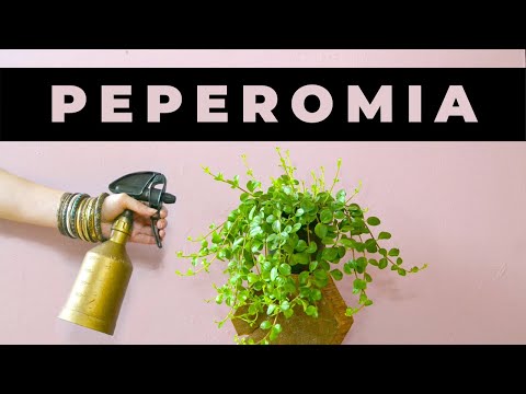 , title : 'PEPEROMIA - jak dbać, podlewać, nawozić ? Dlaczego peperomia gubi liście?'