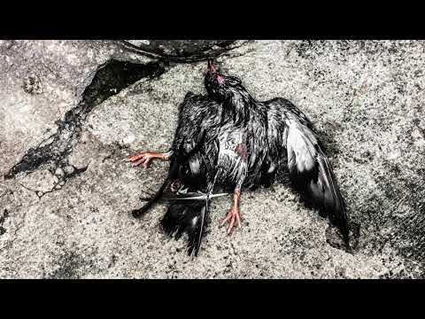 Davzera -  Ma Prince