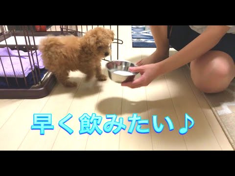 子犬にミルクをあげてもいいですか?