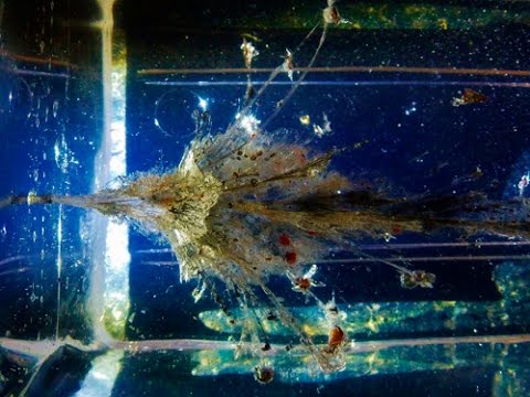 G2R RIP -Radically Invasive Projectile Review