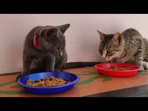 hungry cats eat liver meat