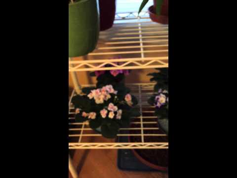 Elona's orchid and plants