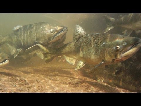 Salmon And Trout Hatchery Documentary