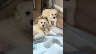 Video preview image #1 Great Pyrenees Puppy For Sale in Marina Del Rey, CA, USA