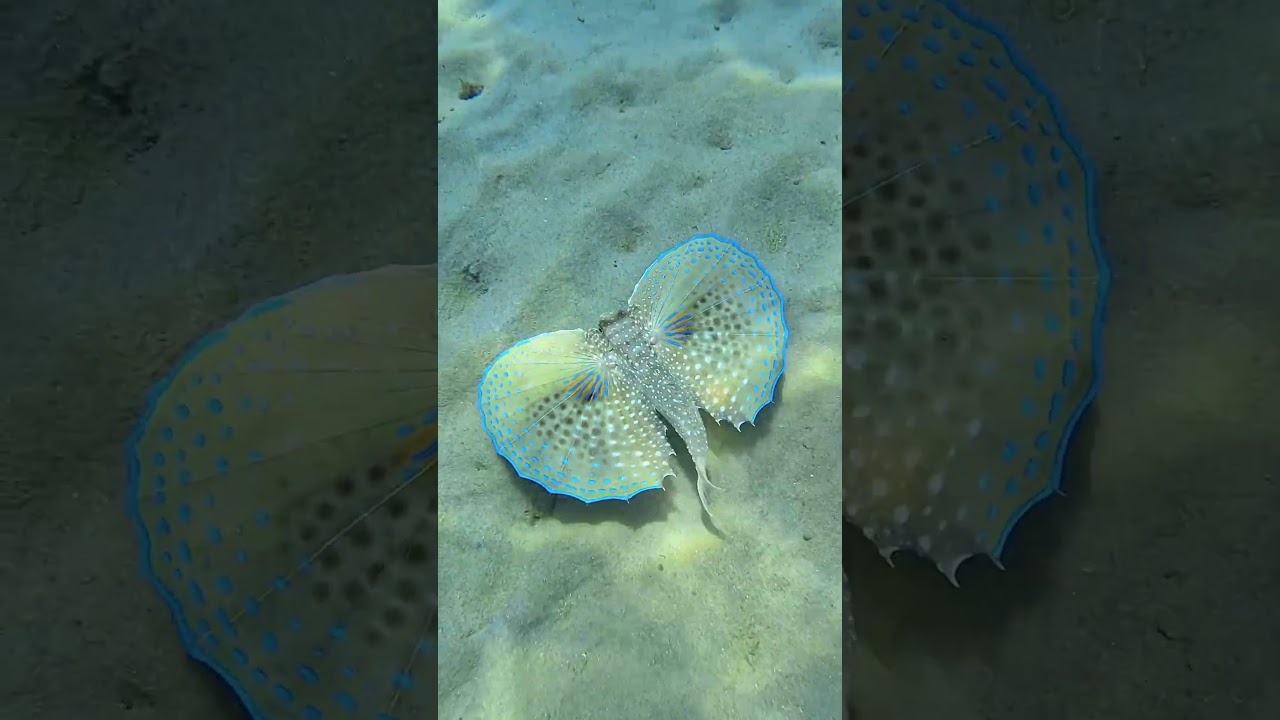 The ocean's most graceful pair of wings