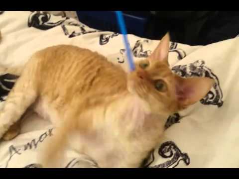 Ninette my playful devon rex