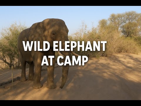 Incredible Desert Elephants Visit Our Camp – Brandberg White Lady Lodge, Namibia [4K]