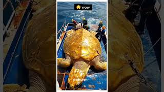 Download lagu KURA-KURA RAKSASA #alurfilm #hewan #kurakura #turles #turtle #emas #pantai #nelayan mp3