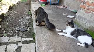 Download lagu Kucing kawin menunggu giliran mp3