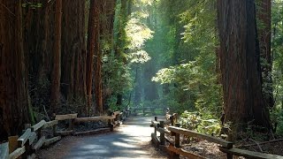 preview picture of video 'Driving Video To Muir Woods In San Francisco!!'
