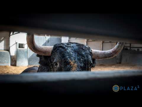La polémica del torilero de Las Ventas