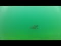 Murcof - Mir (Martes) / Freediving in a beautiful german lake