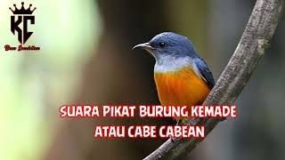 Download lagu Suara Burung Kemade Atau Cabe - Cabean mp3 Download lagu Suara Burung Kemade Atau Cabe - Cabean mp3