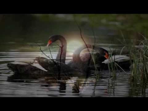 Lacrimas Profundere - Black Swans