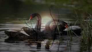 Lacrimas Profundere - Black Swans