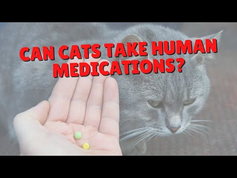 Can Cats Take Over The Counter Meds? | Two Crazy Cat Ladies
