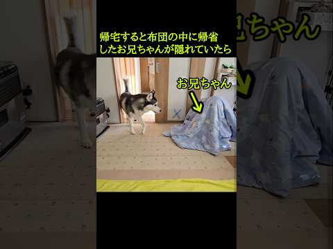 帰宅すると帰省したお兄ちゃんが隠れていたら犬が...#shorts