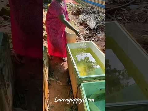 Mom 💞🌸#mom #guppy #work #trending #farming #guppyfish #sonic #edit #fish