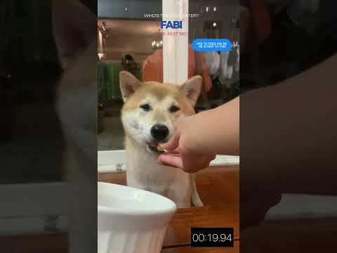[ASMR] Barley vs Fabi - Who's the faster eater? @DoggoandHuman