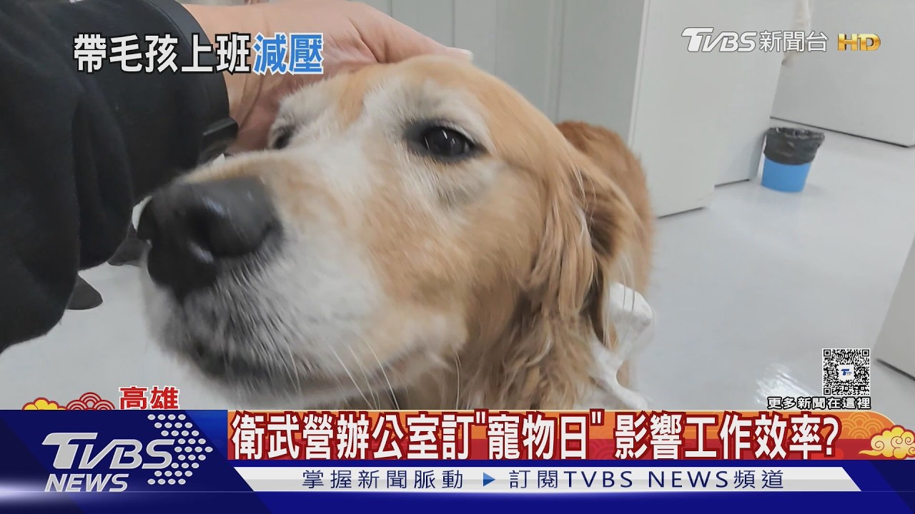 影音/高雄衛武營推「寵物日」! 員工帶球蟒、柯爾鴨上班療癒爆棚