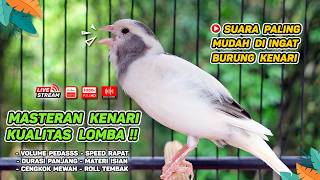 Download lagu Kenari GACOR NGEREK‼️ Masteran Kenari PAUD dan Pancingan Kenari MACET BUNYI dan Betina NGIWIR - 390 mp3