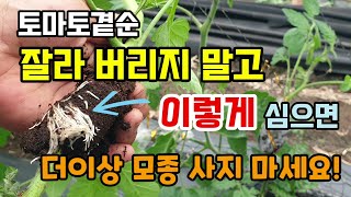 토마토곁순 잘라 버리지 말고 이렇게 쉽게 심으면 더이상 토마토모종 사지 않으셔도되고 심으면 폭풍성장 빨리자라…