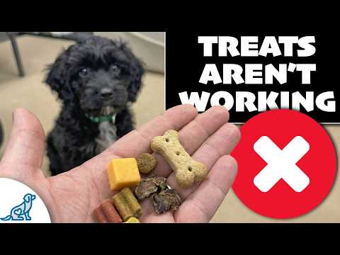 Why Your Puppy Won't Eat Treats (And How To Fix It)