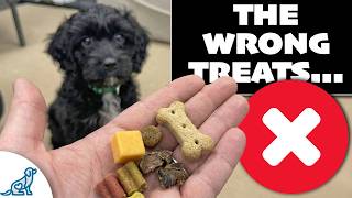 The REAL Reason Your Dog "HATES" Your Treats...