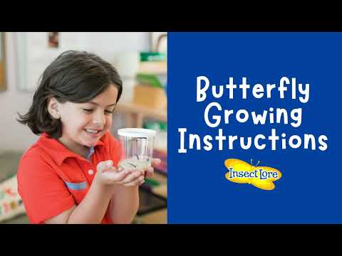 How to Care for Insect Lore's Cup of Caterpillars (Easy Step-by-Step Instructions)