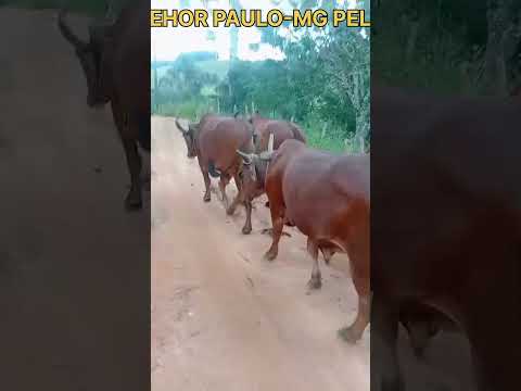 Vaninho e lasquinha em conceição das pedras #boiadeiro #roça #tradição #carreiro #carrodeboi