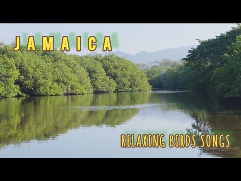 10 HOURS Morning Bird Songs and River Sounds for the Best Start of the Day - Morning River 4K UHD