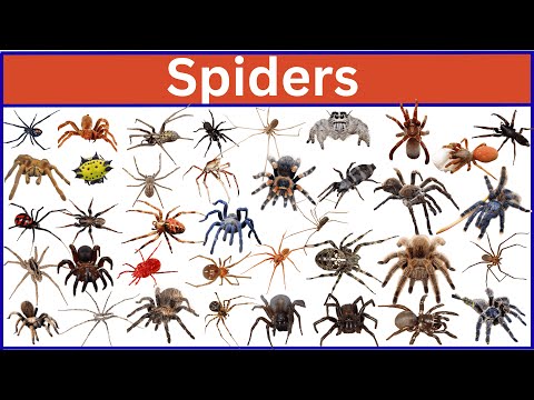 Meet 70 Amazing Spiders From Around the World!