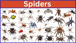 Meet 70 Amazing Spiders From Around the World!