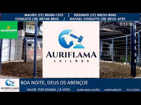 LEILÃO AURIFLAMA LEILÕES  - 27/11/2025 - AURIFLAMA/SP AO VIVO LEILÃO GADO @