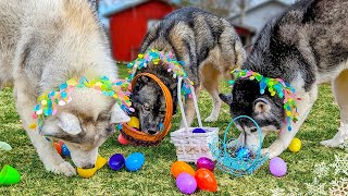 Dog Easter Egg Hunt Challenge 🐰 Which Of My Dogs Will Find The Most Eggs? 🥚
