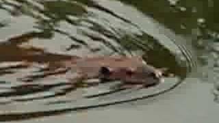preview picture of video 'Beavers Swimming in the great Deerfield River'