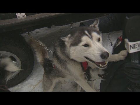 Voluntown woman training for dog sledding race